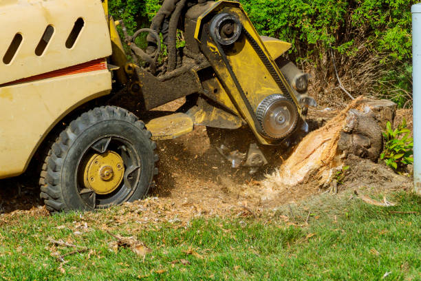 Best Emergency Tree Service  in Crystal Lake, IL